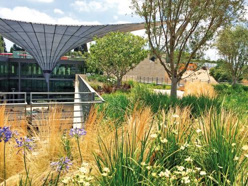 Roof garden with ornamental grasses and Lilies